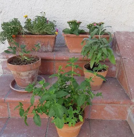 Apartament Fronte Mare