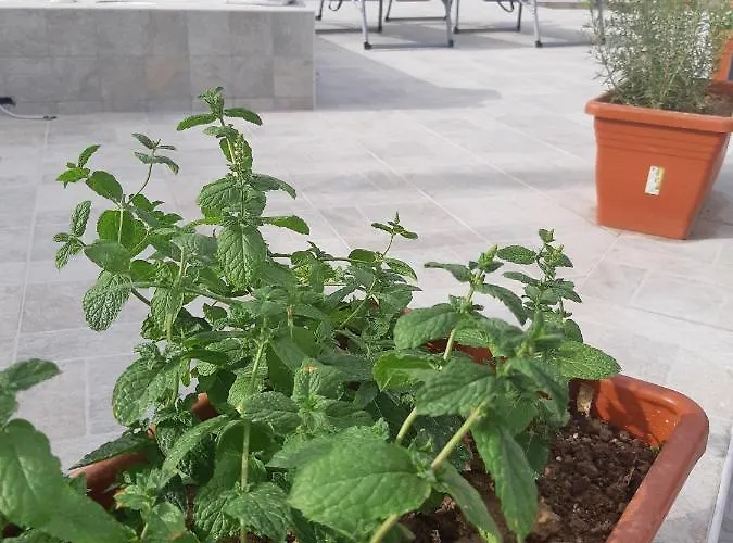 Fronte Mare Apartmán *